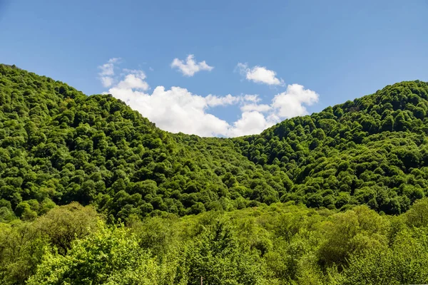 Yoğun yeşil bitki örtüsü ile kaplı dağ yamacı — Stok fotoğraf