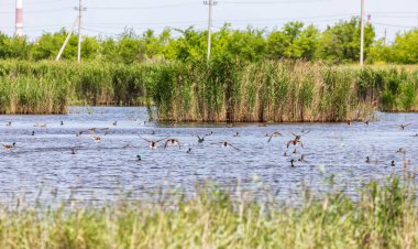 Gölette oturan büyük bir yaban ördeği sürüsü frig içinde uçup gitti.