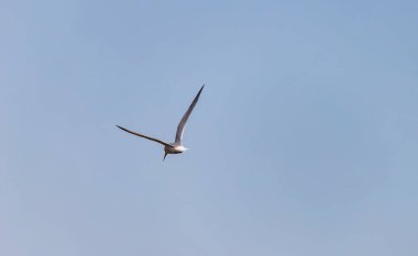 Küçük bir nehir martı, onu yüksekten arayan balıkları avlar.