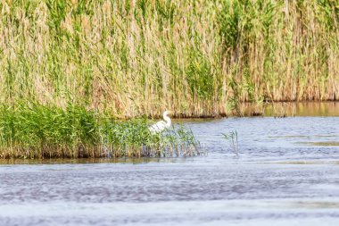 Büyük beyaz bir ot sazlık bir duvarın arkasında gizler 