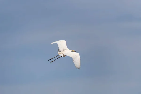 Büyük beyaz bir balıkçıl bir göletüzerinde uçar — Stok fotoğraf