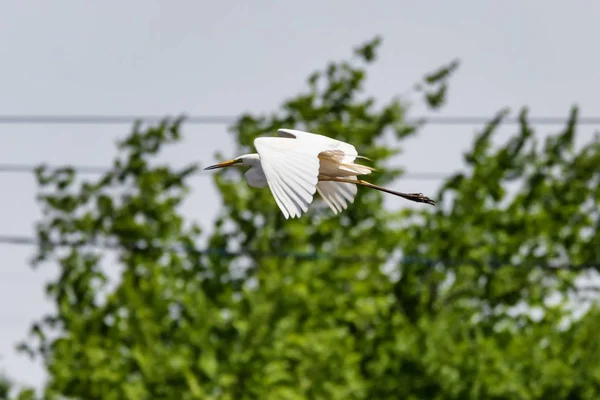 Een grote witte reiger vliegt over een vijver — Stockfoto