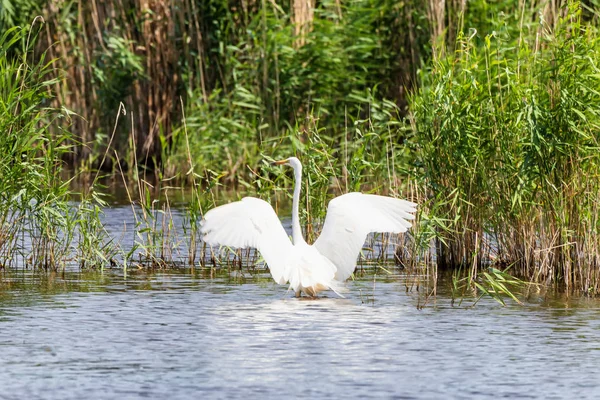 Una garza blanca grande se sienta en la superficie del agua del estanque contra — Foto de Stock