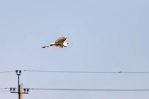 Un grande airone bianco vola sopra uno stagno — Foto Stock