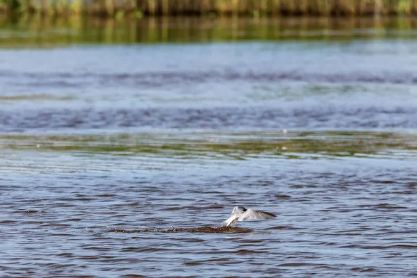 Маленькая речная чайка охотится на рыбу в пруду — стоковое фото
