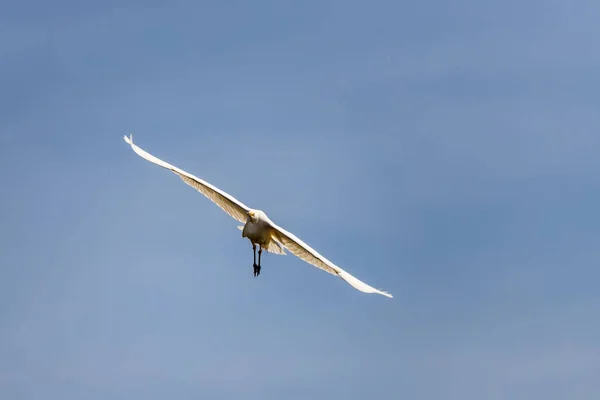 A large white Heron flies over a pond