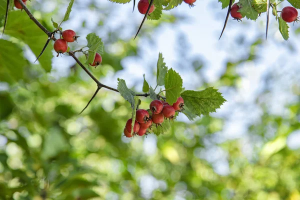 Red, ripe hawthorn on a long branch in garden — Stock Photo, Image