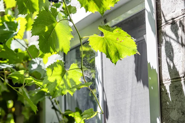 Grote web geweven in werf tussen muur en Vine — Stockfoto