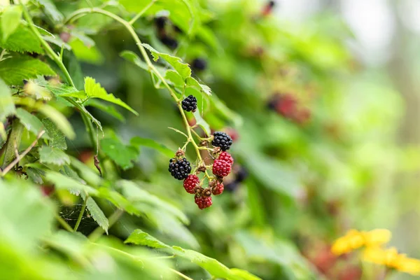 Large, ripe garden BlackBerry - ozhina — Stock Photo, Image