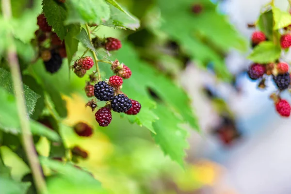 Large, ripe garden BlackBerry - ozhina — Stock Photo, Image