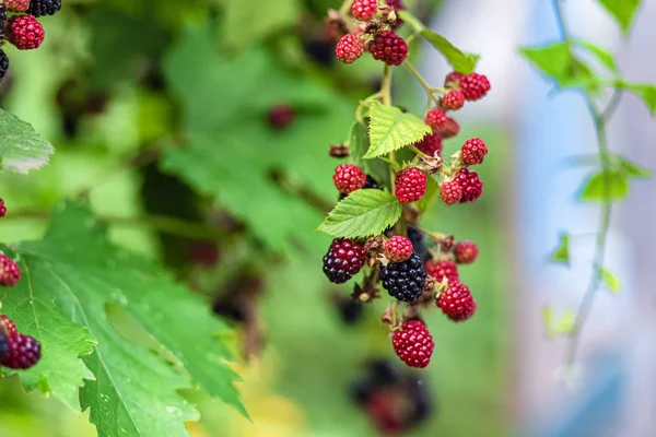 Large, ripe garden BlackBerry - ozhina — Stock Photo, Image