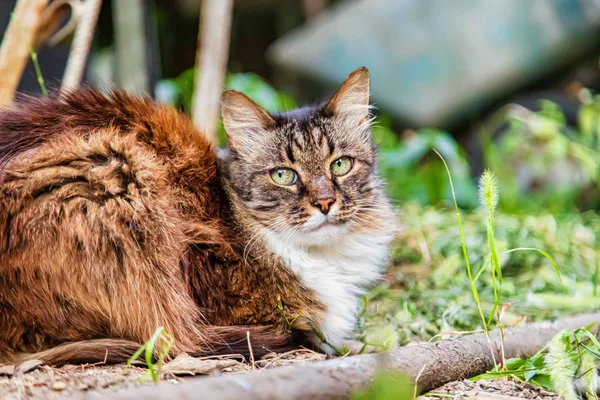 庭で休む国内の長い髪の猫トリコロール — ストック写真
