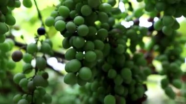 Köy evinin avlusunda çardak tavanından üzüm demetleri asMak