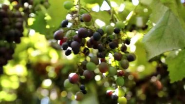 Köy evinin avlusunda çardak tavanından üzüm demetleri asMak