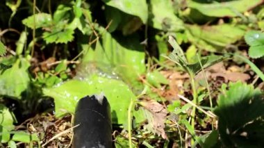 Bir bahçe kauçuk hortum ile banliyö bölgesinde sulama sebze yatakları