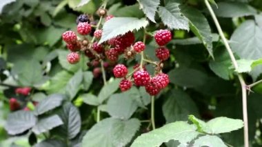 Olgun çilek bahçe böğürtlen çalılar üzerinde demetasılı ve rüzgar üzerinde sallanan