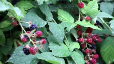 Bahçe böğürtlen Olgun meyvelerçalılar üzerinde kümeler halinde asılı