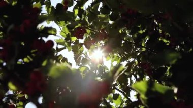 Olgun kuşburnu meyveleri asmak ve dalları üzerinde salya. Ağaçların arasından güneş ışınlarını kırıyor.
