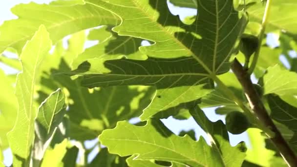 Las Hojas Grandes Higuera Agitan Viento Luz Del Sol Rompe — Vídeos de Stock