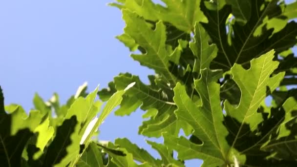 Las Hojas Grandes Higuera Agitan Viento Luz Del Sol Rompe — Vídeos de Stock