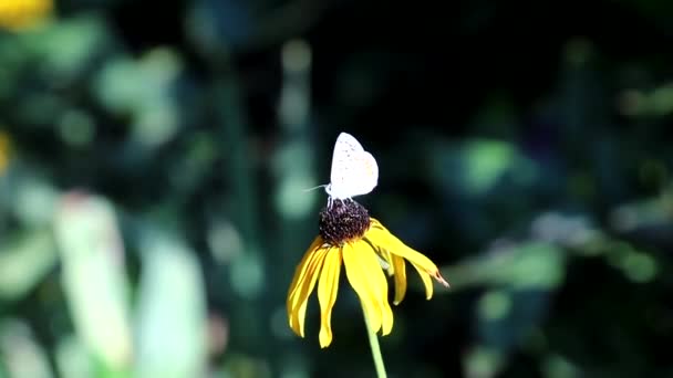 Uma Pequena Borboleta Recolhe Pólen Flores Jardim Poliniza Los Mesmo — Vídeo de Stock