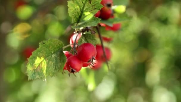 Des Baies Mûres Églantier Pendent Balancent Sur Les Branches Travers — Video