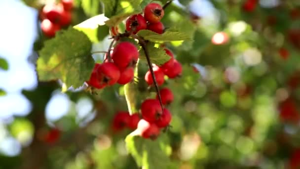 Olgun Kuşburnu Meyveleri Asmak Dalları Üzerinde Salya Ağaçların Arasından Güneş — Stok video