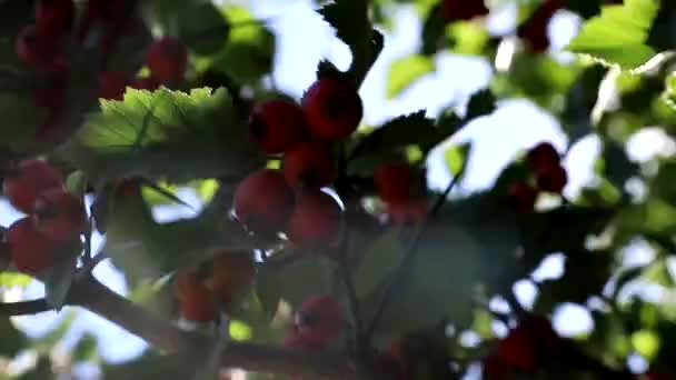 Rijpe Rozenbottel Bessen Hangen Zwaaien Takken Door Bomen Die Door — Stockvideo