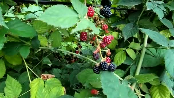 Bayas Maduras Moras Jardín Cuelgan Racimos Los Arbustos — Vídeo de stock