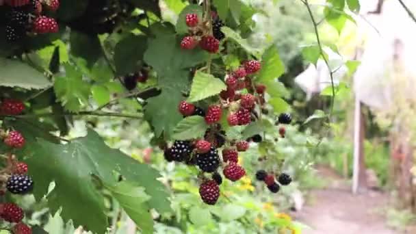 Las Moras Maduras Del Jardín Las Bayas Son Racimos Que — Vídeo de stock