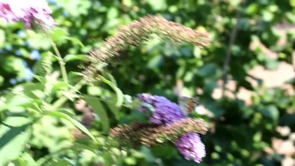Una Pequeña Mariposa Recoge Polen Las Flores Jardín Las Poliniza — Vídeos de Stock