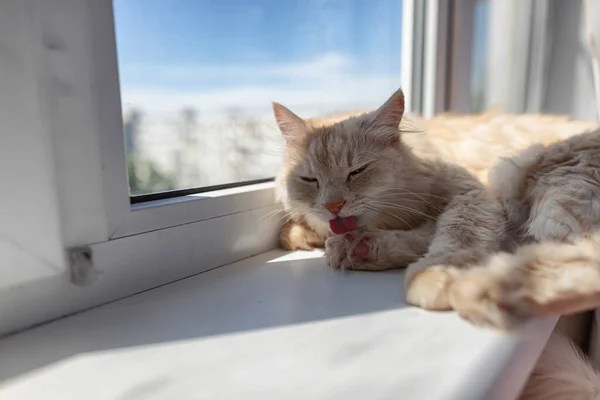 Beautiful Fluffy House Cat Lies Windowsill Licks Itself — Stock Photo, Image