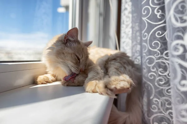 Krásná Nadýchaná Domácí Kočka Leží Parapetu Olizuje — Stock fotografie