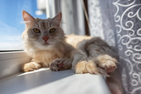 Krásná Nadýchaná Domácí Kočka Leží Parapetu Vyhřívá Slunci — Stock fotografie