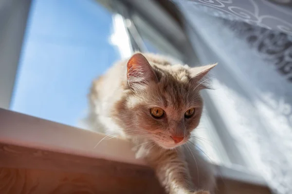 Een Mooie Pluizige Huiskat Ligt Vensterbank Koestert Zich Zon — Stockfoto