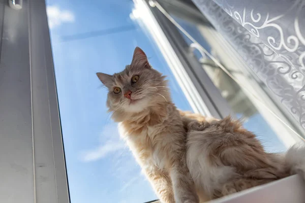 Beautiful Fluffy Domestic Cat Lying Windowsill Basking Sun — Stock Photo, Image