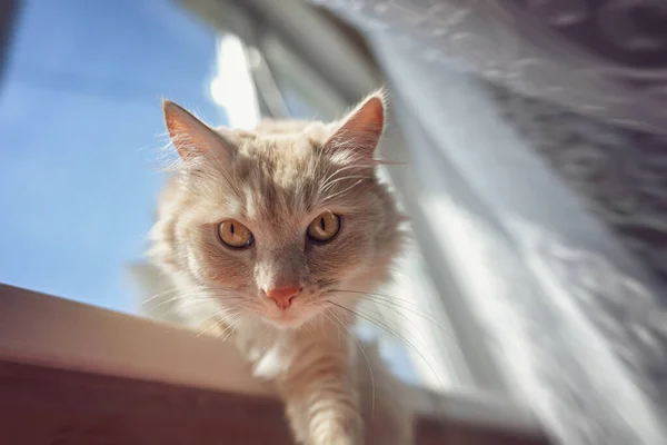 Hermoso Gato Doméstico Esponjoso Está Acostado Alféizar Ventana Tomando Sol —  Fotos de Stock