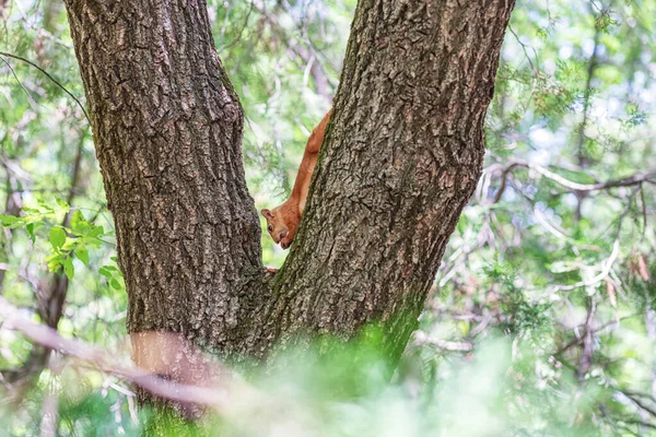 ナッツを食べる木の上の公園の赤い毛皮のリス — ストック写真