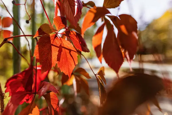 Les Feuilles Raisin Rouge Sur Haie Indiquent Début Automne — Photo