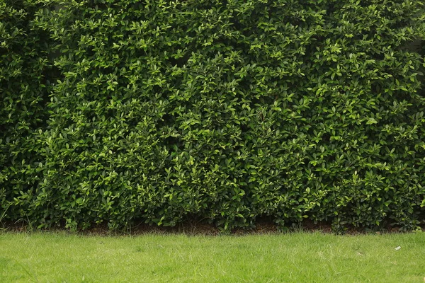 Duvar arka plan yeşil ağaç.