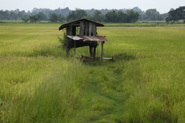 Tayland ülkede Asya pirinç tarlaları.