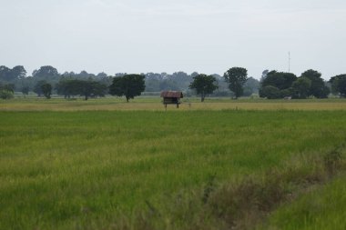 Tayland ülkede Asya pirinç tarlaları.