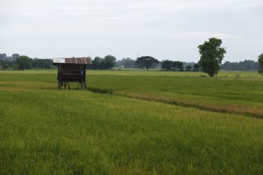 Tayland ülkede Asya pirinç tarlaları.