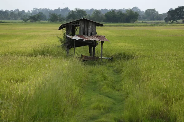 Tayland ülkede Asya pirinç tarlaları.