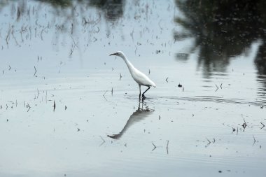 Heron, balaban, ak balıkçıl Leyleksiler