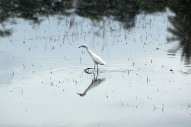 Heron, balaban, ak balıkçıl Leyleksiler
