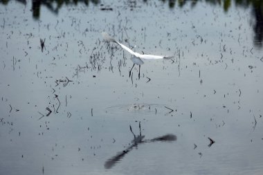 Heron, balaban, ak balıkçıl Leyleksiler