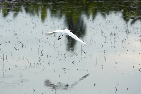 Reiher Rohrdommel Seidenreiher — Stockfoto