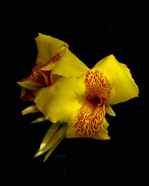 Fiore Giallo Canna Sfondo — Foto Stock