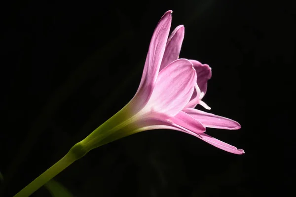 Zole Zephyranthes Candida Çiçek — Stok fotoğraf